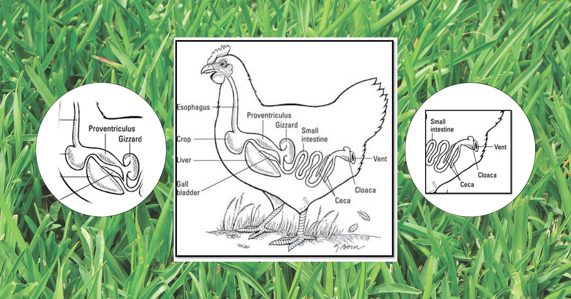 The Poultry Digestive Tract