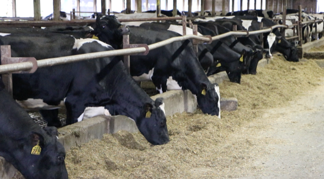 Three Generations Working Together to Produce Safe and Healthy Milk