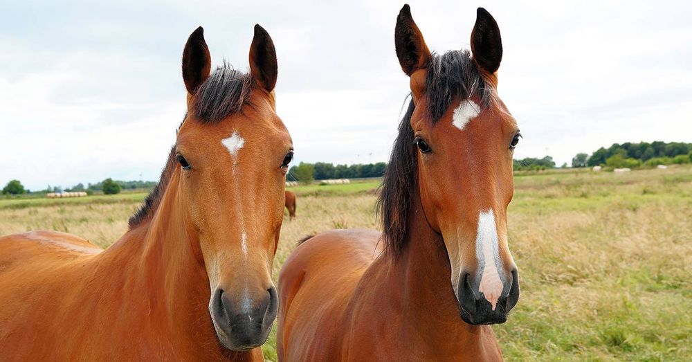 chronic-weight-loss-in-horses