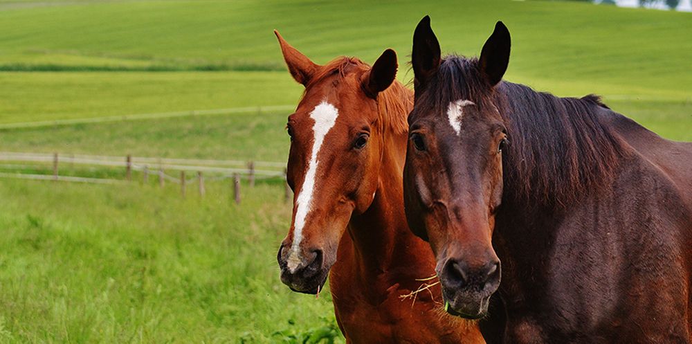 feeding-the-senior-horse