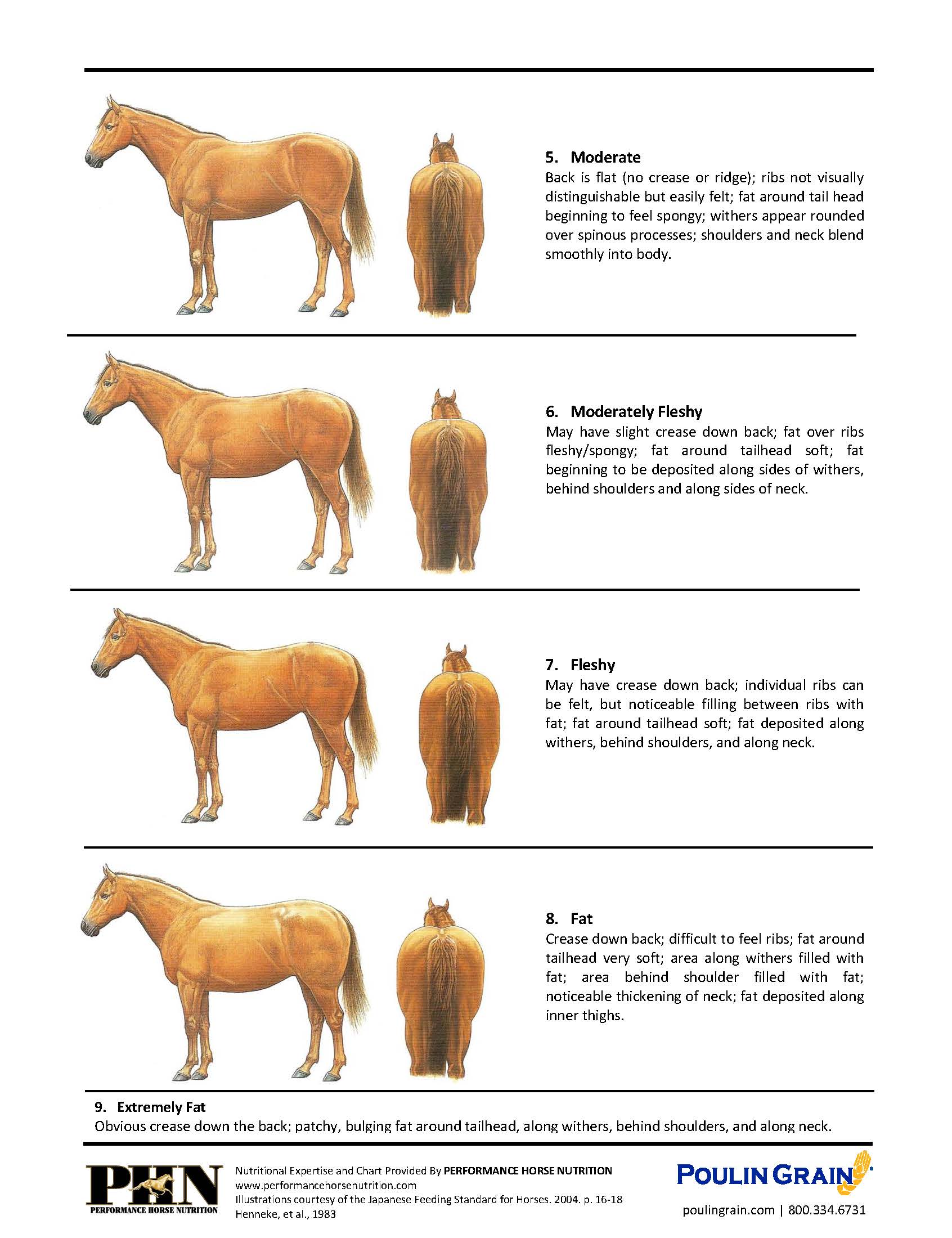 Body Condition Scoring Your Horse