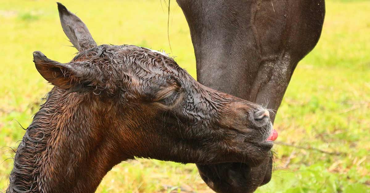Q&A: Newborn Foals