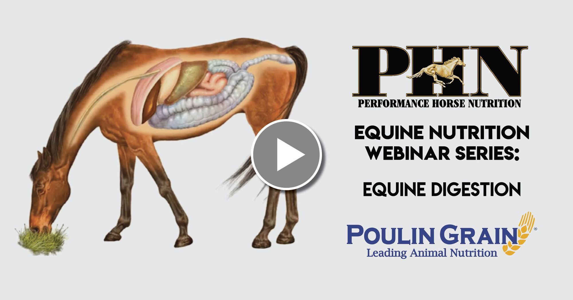 (PART 1) PHN Webinar Series: Equine Digestion