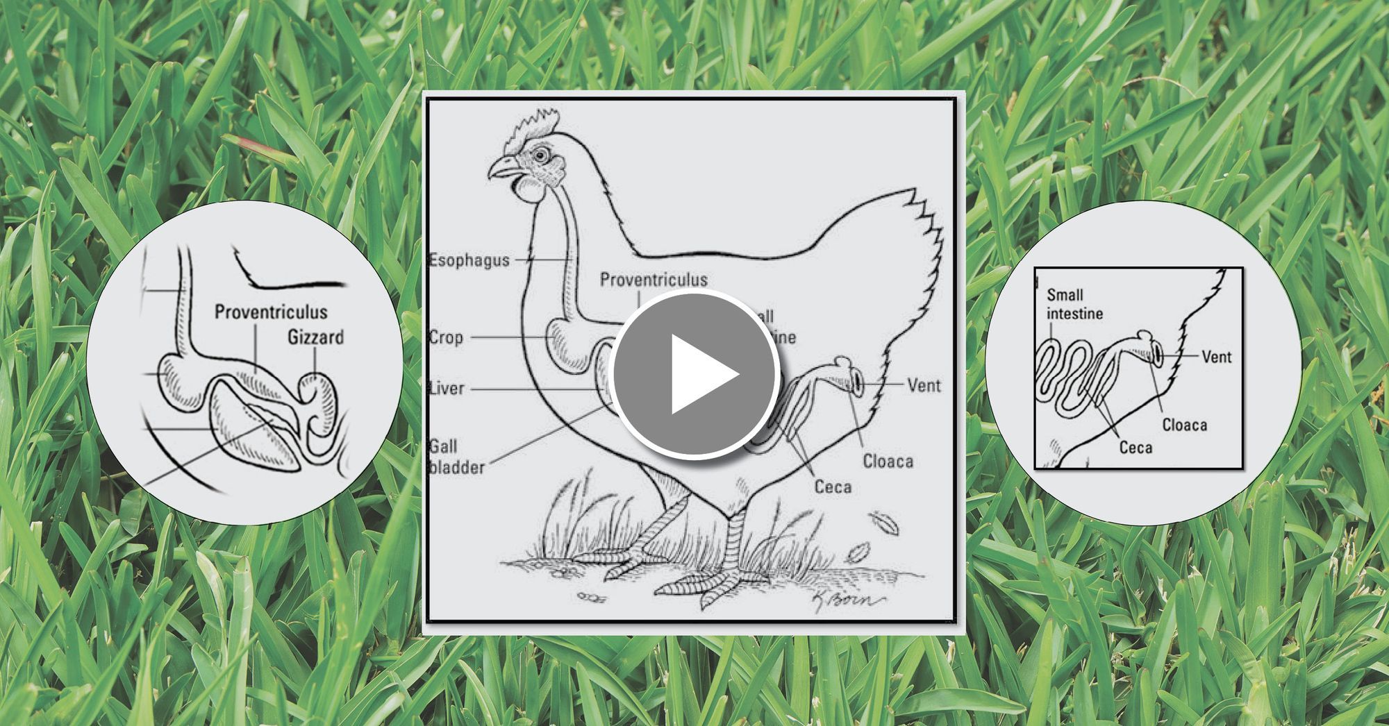The Poultry Digestive Tract