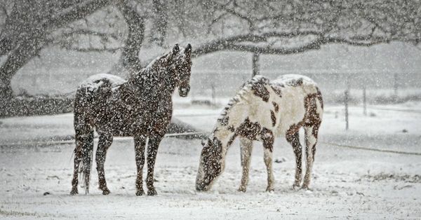 Feeding Horses in Cold Temperatures