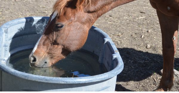 Water Intake For Horses In Winter