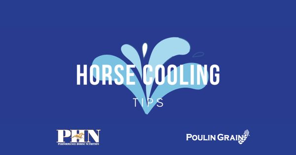 Horse Cooling Tips