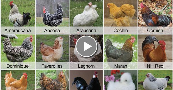 Choosing The Right Laying Hens For You