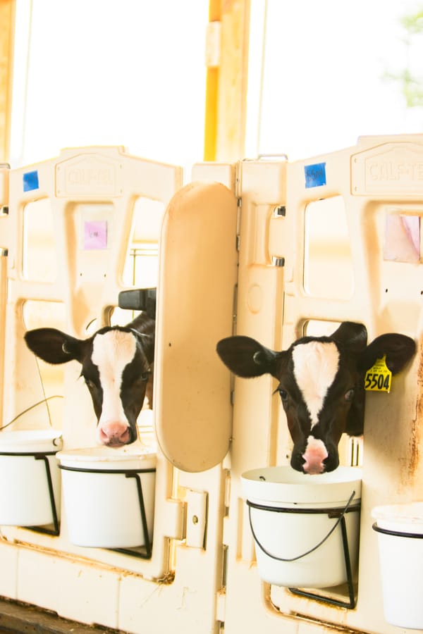 Water for the Lady, Please: The Importance of Free-Choice Water for Calves