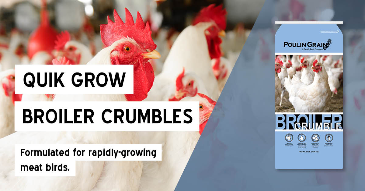 Crumbled feed for broilers or breeders made up of certified organic raw  materials: Pulcin Pollo Bio Sbriciolato